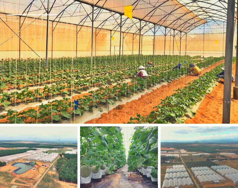 Khám Phá Dự Án Bất Động Sản Bắc Bình Farmstay Tại Bình Thuận