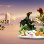 Đá gà nòi cựa sắt