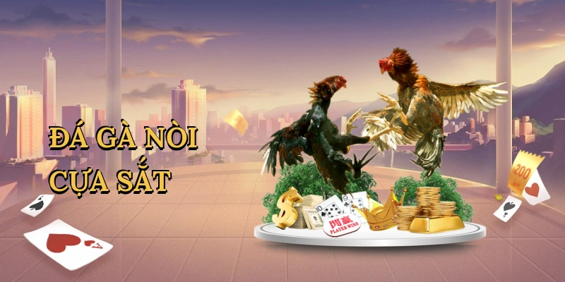 Đá gà nòi cựa sắt