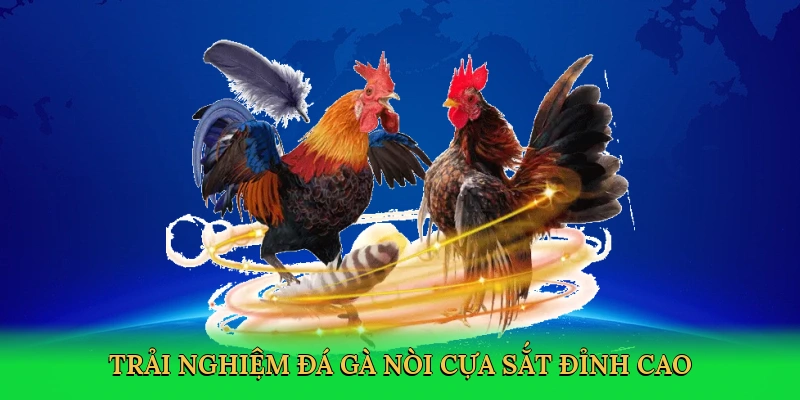 Đá Gà Nòi Cựa Sắt – Đam Mê Thắng Lớn Tại Xocdia88