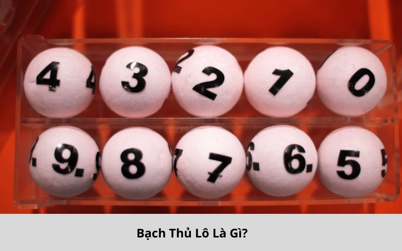 Bạch Thủ Lô Là Gì